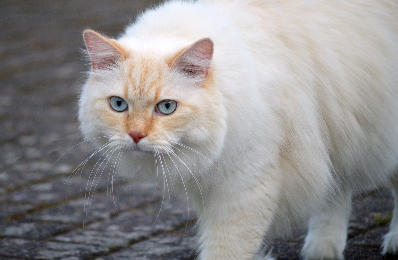 The Unique Features of the Burmese Cat